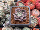 Echeveria 'Water Drop' 1" New Hybrid Succulent Plant