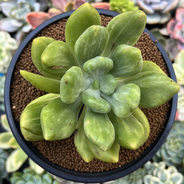 Pachyphytum 'Pikaui' Variegated 4"-5" Succulent Plant
