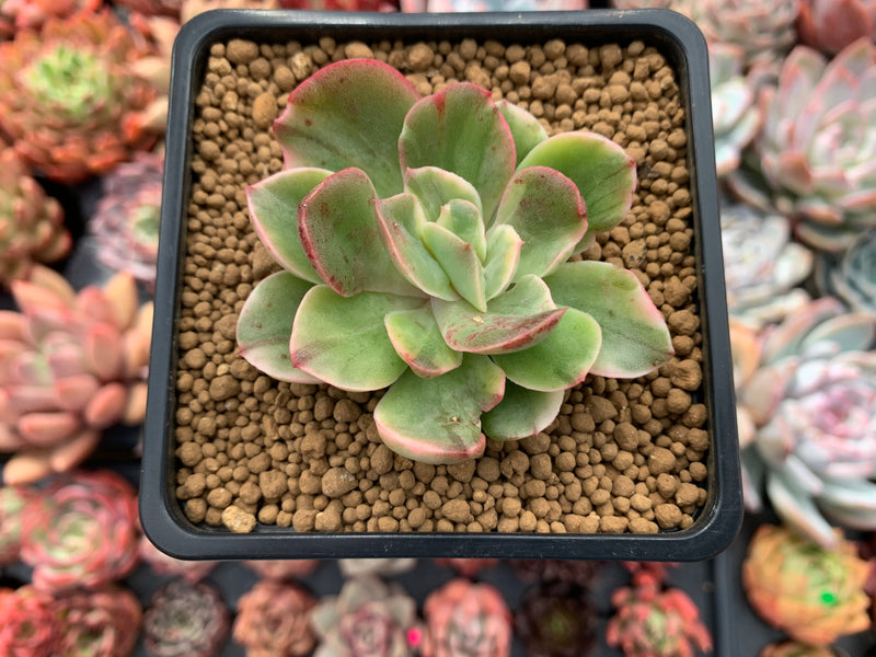 dc succulents Echeveria 'Silkyu' Varieagted 1"-2" Succulent Plant – True Succulents Plant Co