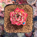 Echeveria 'Ratam' 1" Succulent Plant