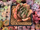 Echeveria Agavoides sp. 3" Succulent Plant