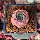 Echeveria 'Morricone' 1" Succulent Plant
