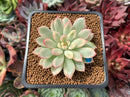 Echeveria 'Mebina' Variegated 2" Succulent Plant