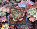 Echeveria 'White Champaign' 2" Succulent Plant