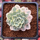 Echeveria 'Tinkerbell' Variegated 2" Succulent Plant