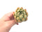 Echeveria Agavoides ‘Wax’ 2" Rare Succulent Plant