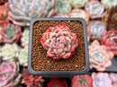Echeveria sp. 1" Succulent Plant