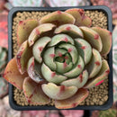Echeveria 'Hera' 2" Succulent Plant