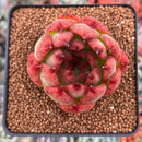 Echeveria Agavoides 'Rose Garnet' 2"-3" Succulent Plant