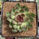 Echeveria Agavoides 'Black Queen' 2"-3" Succulent Plant