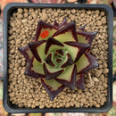 Echeveria Agavoides 'Gold Maria' Selected Clone 2" Succulent Plant