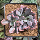 Echeveria 'Cupid' 2"-3" Succulent Plant