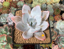 Echeveria 'White Lotus' 3" Powdery Succulent Plant