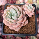 Echeveria 'Pink Spot' 2" Cluster Succulent Plant