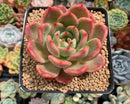 Echeveria Agavoides 'Glam Pink' 3"-4" Succulent Plant