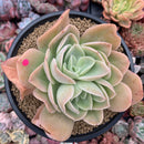 Echeveria 'Pastel' 5"-6" Succulent Plant