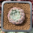 Echeveria 'Viyant' 1" Succulent Plant