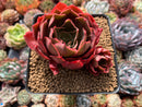 Echeveria 'Lelena' 3"-4" Succulent Plant