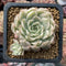 Echeveria 'Margaret' Variegated 3" Cluster Succulent Plant