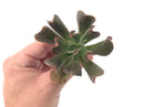 Echeveria 'Black Hawk' 3" Succulent Plant