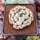 Echeveria 'Viyant' 2" Succulent Plant