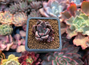 Echeveria 'Tremolo' 1" Succulent Plant