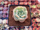 Echeveria 'Pudgy' 2" Succulent Plant
