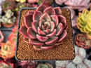 Echeveria Agavoides 'Black Tetra' 2" Succulent Plant