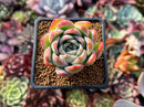Echeveria 'Elena' 2" Succulent Plant