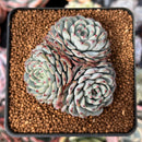 Echeveria 'Minima' 2"-3" Cluster Succulent Plant