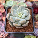 Echeveria 'Cream Puff' 2" Succulent Plant