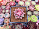 Echeveria 'Red Dragon' 1" New Hybrid Succulent Plant