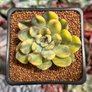 Echeveria 'Pulidonis' Variegated 2" Succulent Plant