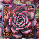 Echeveria 'Bouquet' 2" Succulent Plant