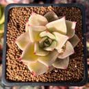 Echeveria 'Pink Madiba' 2" Succulent Plant