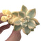 Graptoveria 'Titubans' Variegated 2"-3" Succulent Plant