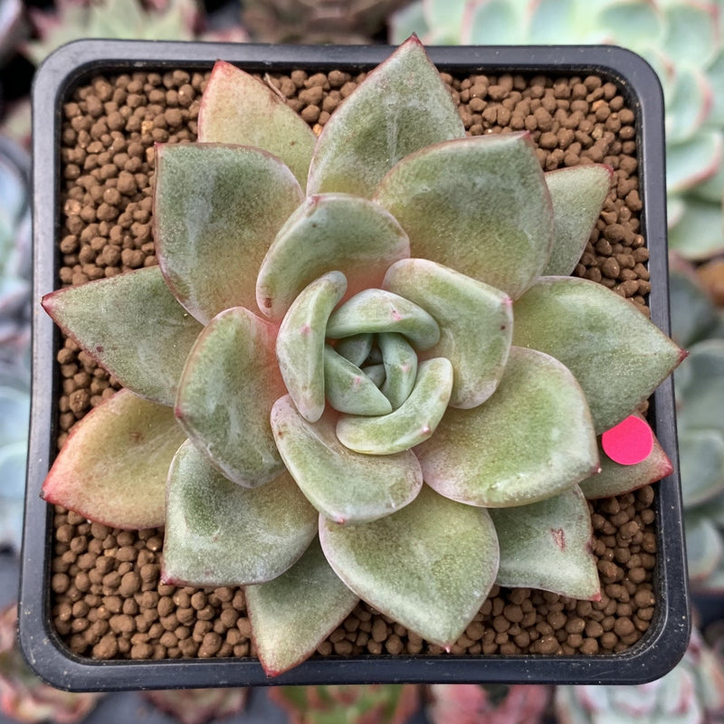succulent plant in german Echeveria 'German Champaign' 2" Succulent Plant