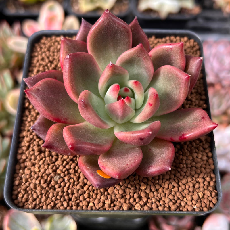 chanel succulent Echeveria Agavoides 'Chanel Pink' 2