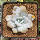 Echeveria 'Laui' 2"-3" Powdery Succulent Plant