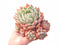 Echeveria ‘Marsia’ Cluster 4" Rare Succulent Plant