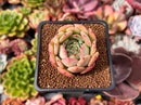 Echeveria 'Black Panther' 1" Succulent Plant