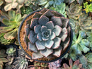 Echeveria 'Cuspidata v. Parrasensis' 4"-5" Succulent Plant