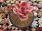 Echeveria 'Golden State' Variegated 4" Succulent Plant