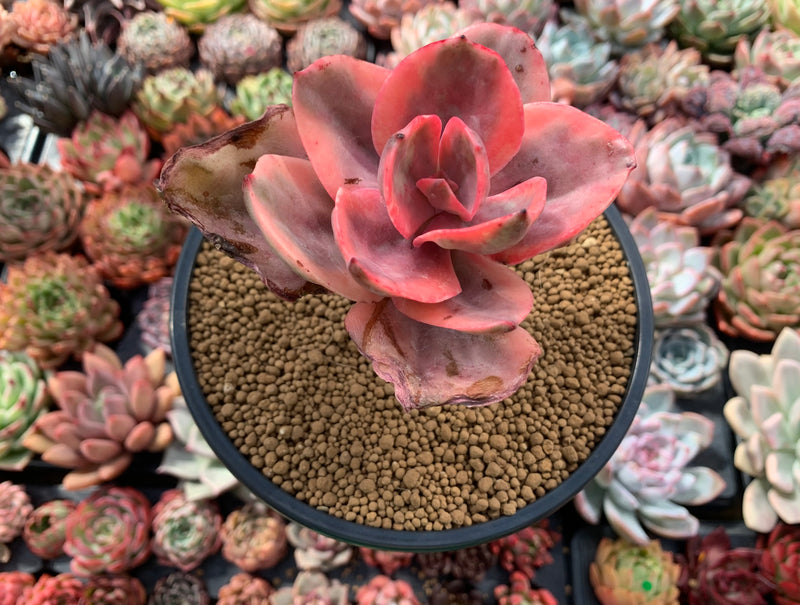 golden state succulents Echeveria 'Golden State' Variegated 4" Succulent Plant