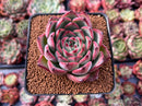 Echeveria Agavoides 'Fire Pillar' 2" Succulent Plant
