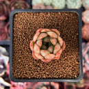 Echeveria 'Pink Dragon' 1" Succulent Plant