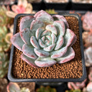 Echeveria 'Milk Rose' 2" Succulent Plant
