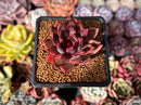 Echeveria Agavoides 'Nike' 1" Succulent Plant