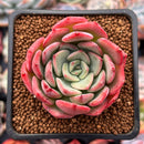Echeveria 'Patricia' 2" Succulent Plant