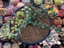 Corpuscalaria 'Lehmannii" Variegated Cluster 4" Succulent Plant